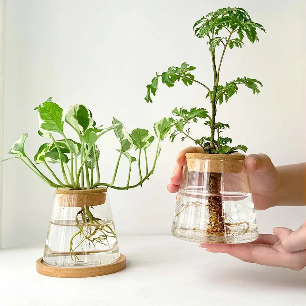 Hydroponic Glass Flower Pots Set