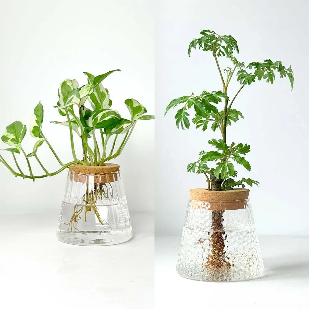 Hydroponic Glass Flower Pots Set