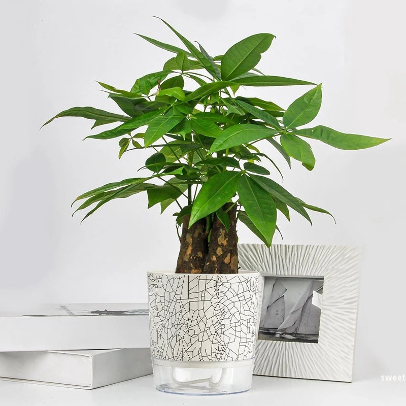 Self Absorbent Hydroponic Flowerpot