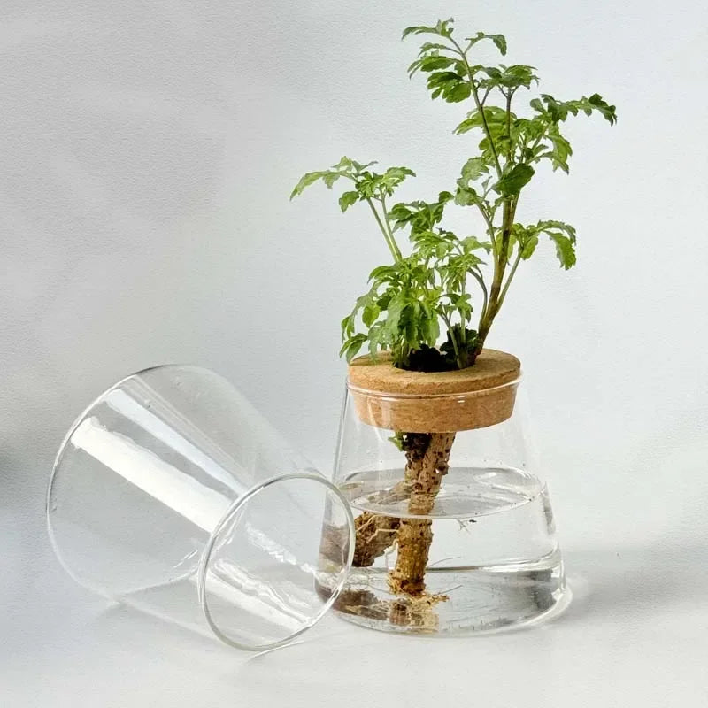 Hydroponic Glass Flower Pots Set