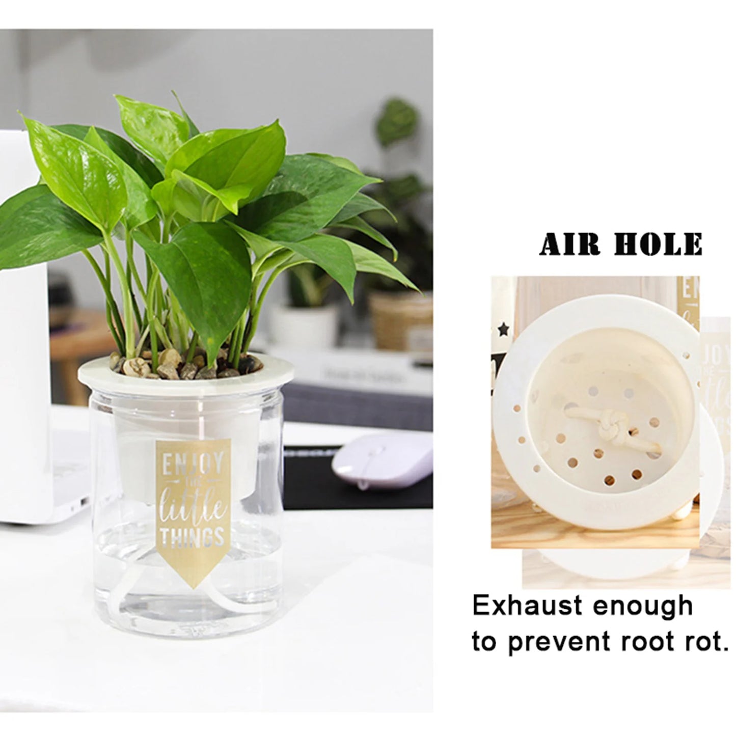 Transparent Self Watering Succulent Pot