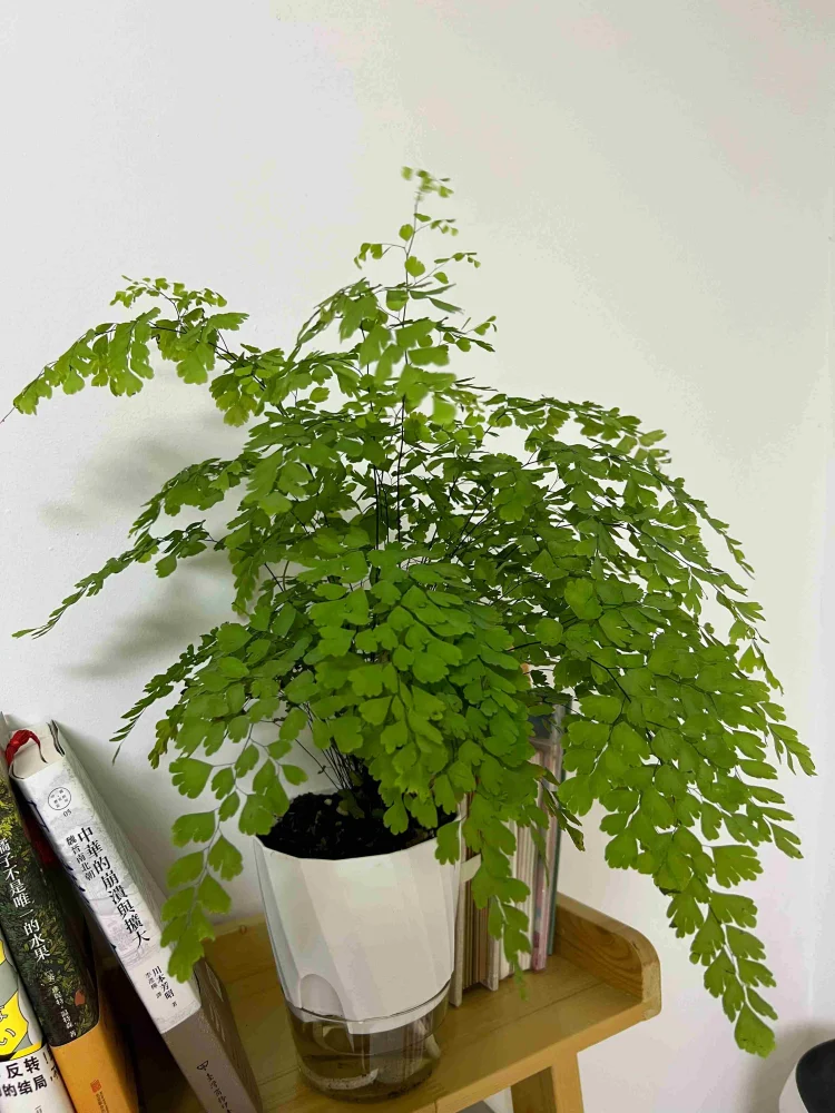 Hydroponic self watering planter