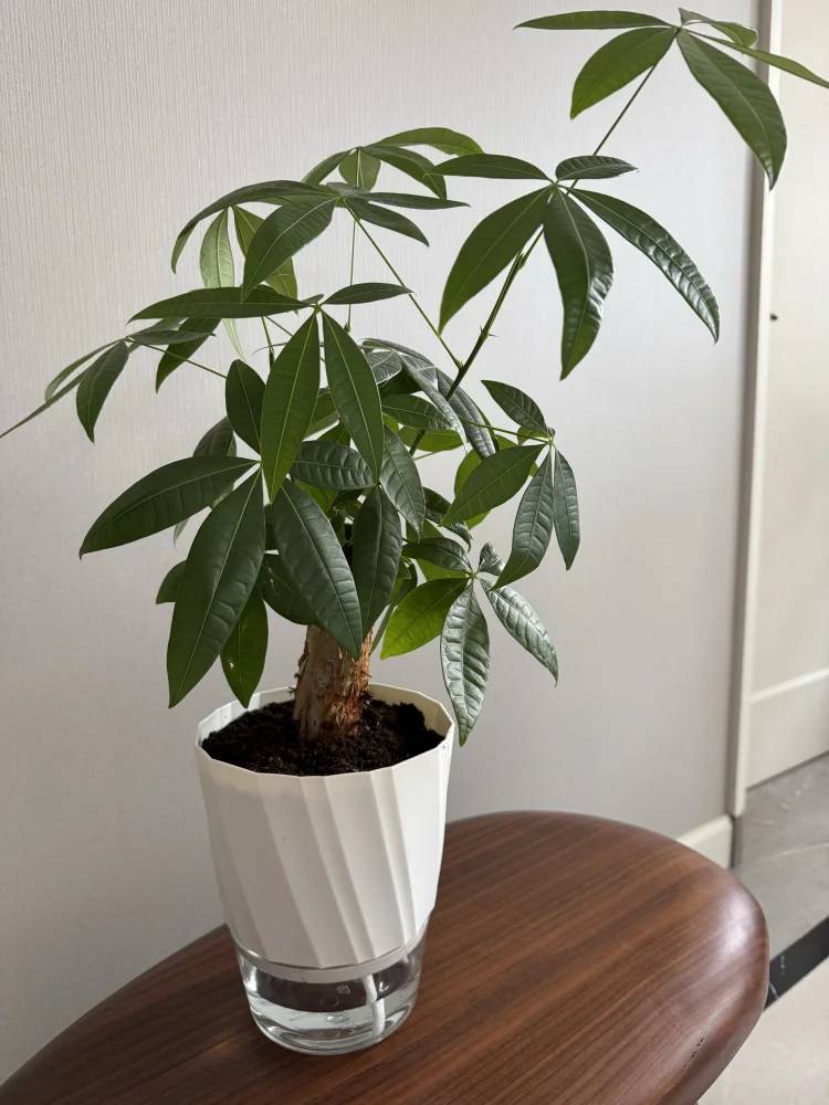 Hydroponic self watering planter