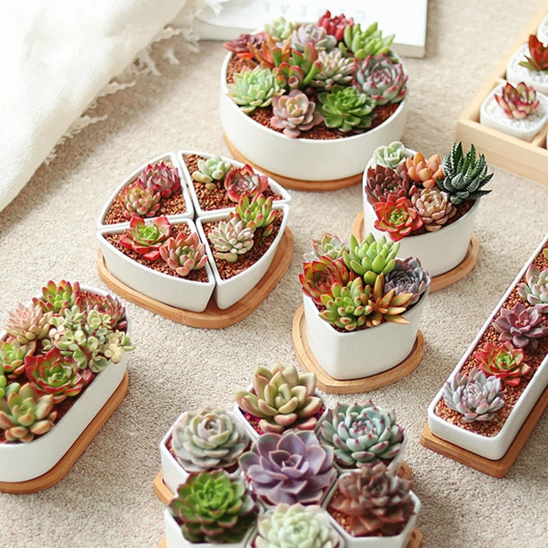 Eco Friendly Mini Bamboo Tray For Cups And Coasters