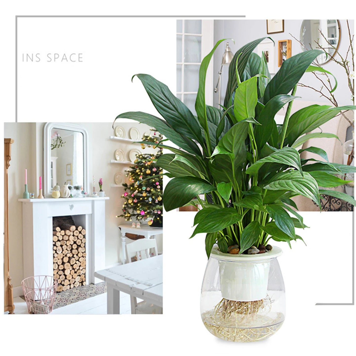 Transparent Self Watering Succulent Pot