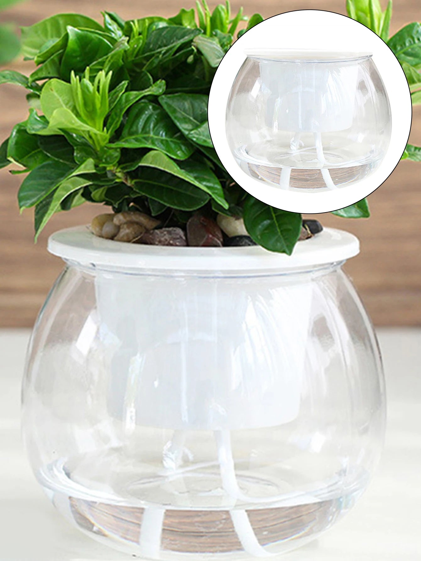 Transparent Self Watering Succulent Pot