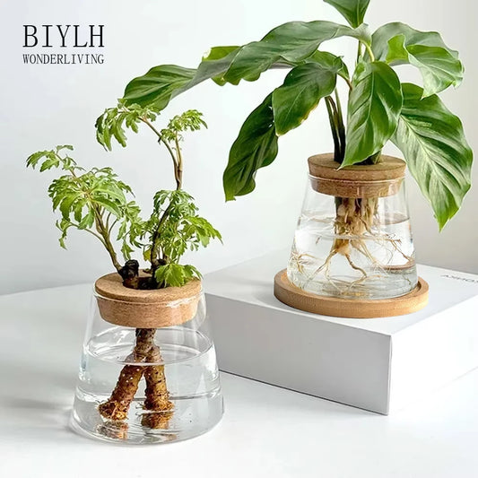 Discover the 2/1 Pcs Hydroponic Plants Glass Flower Pots for stylish home decoration, featuring transparent design and a base tray for elegant plant display.