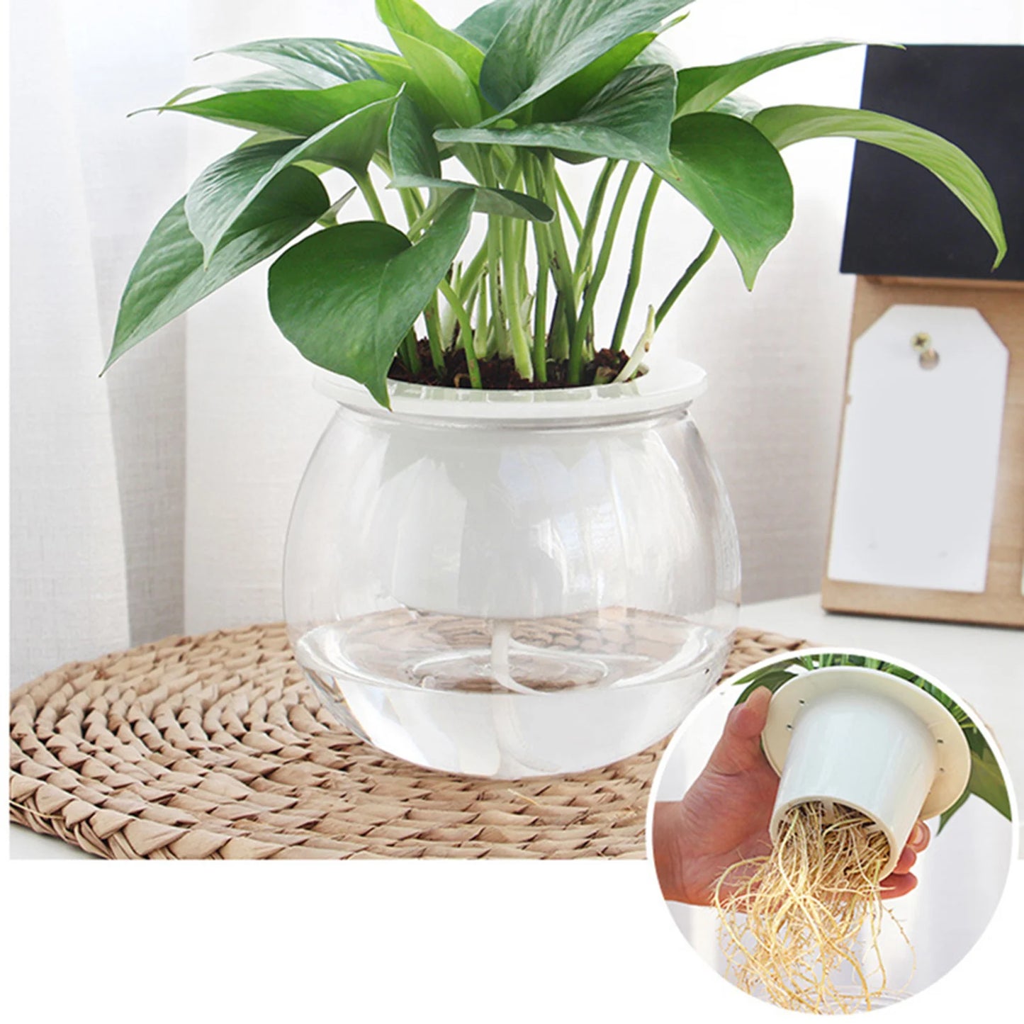 Transparent Self Watering Succulent Pot