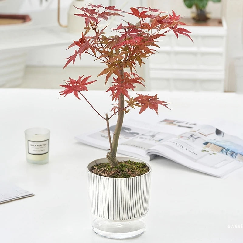 Self Absorbent Hydroponic Flowerpot