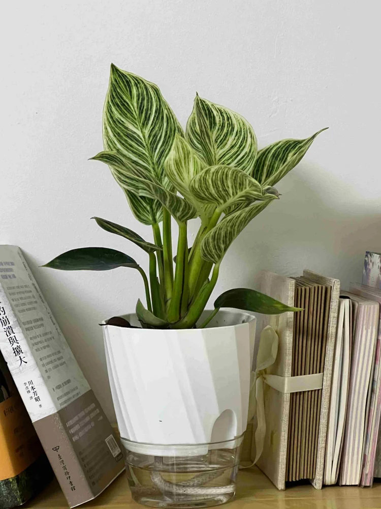 Hydroponic self watering planter